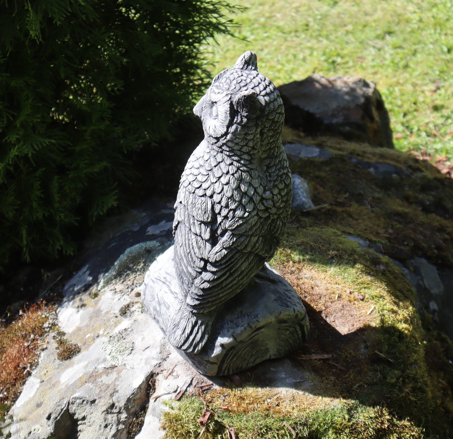 Pöllö, Sarvi