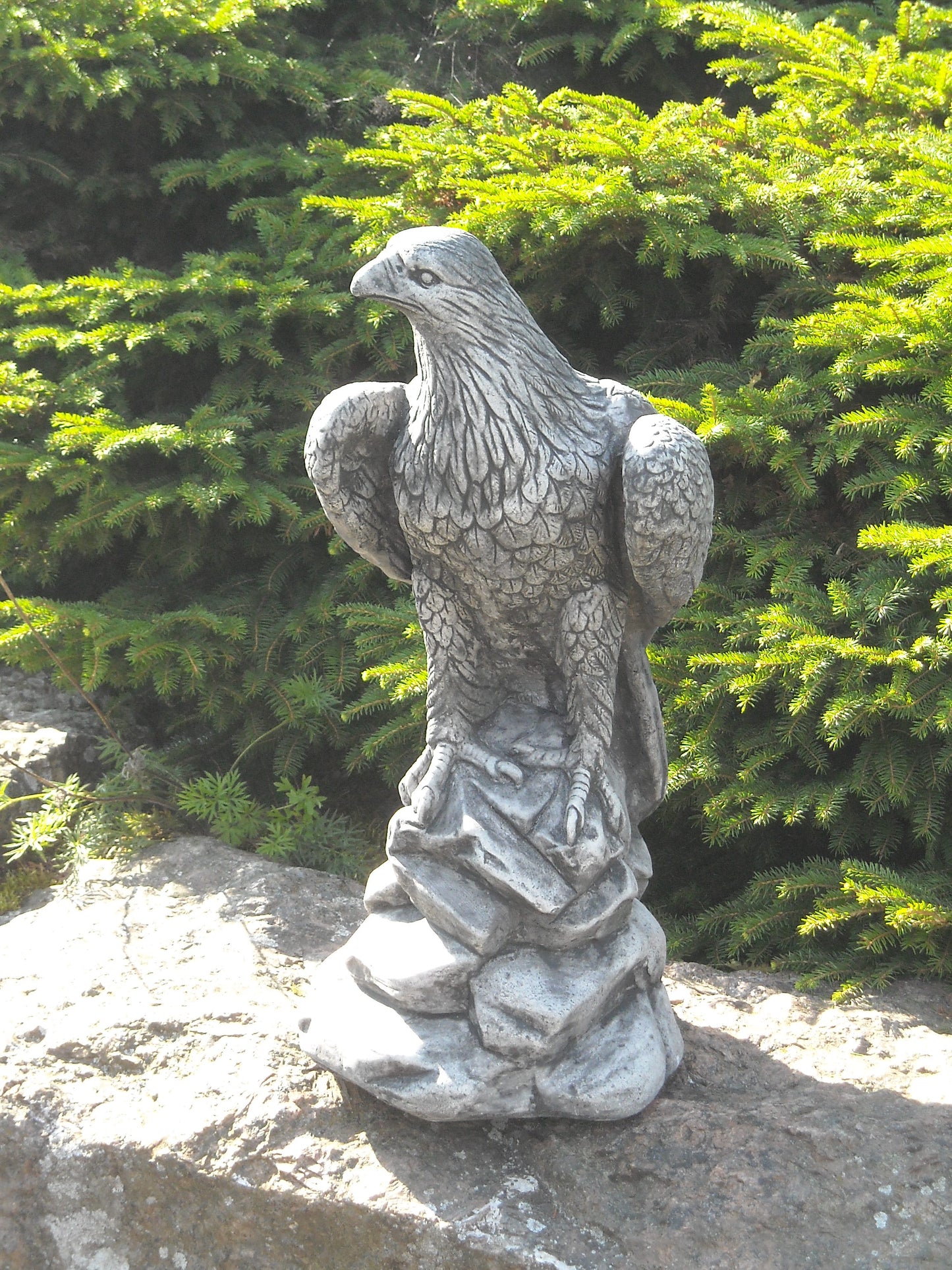 Kotka, Keskikokoinen